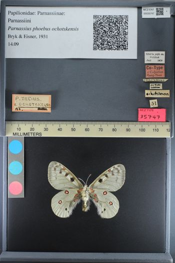 Media type: image;   Entomology 35747
